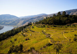 Les 5 meilleures régions viticoles à visiter au Portugal
