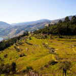 Les meilleurs vignobles et établissements vinicoles à visiter au Portugal